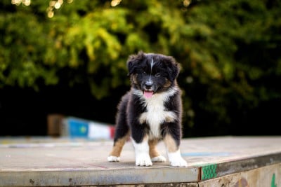 Les chiots de Berger Australien