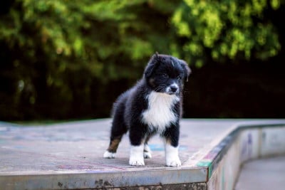 Les chiots de Berger Australien