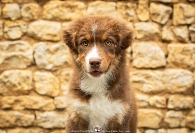 Les chiots de Berger Australien