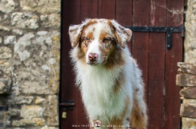 Les chiots de Berger Australien
