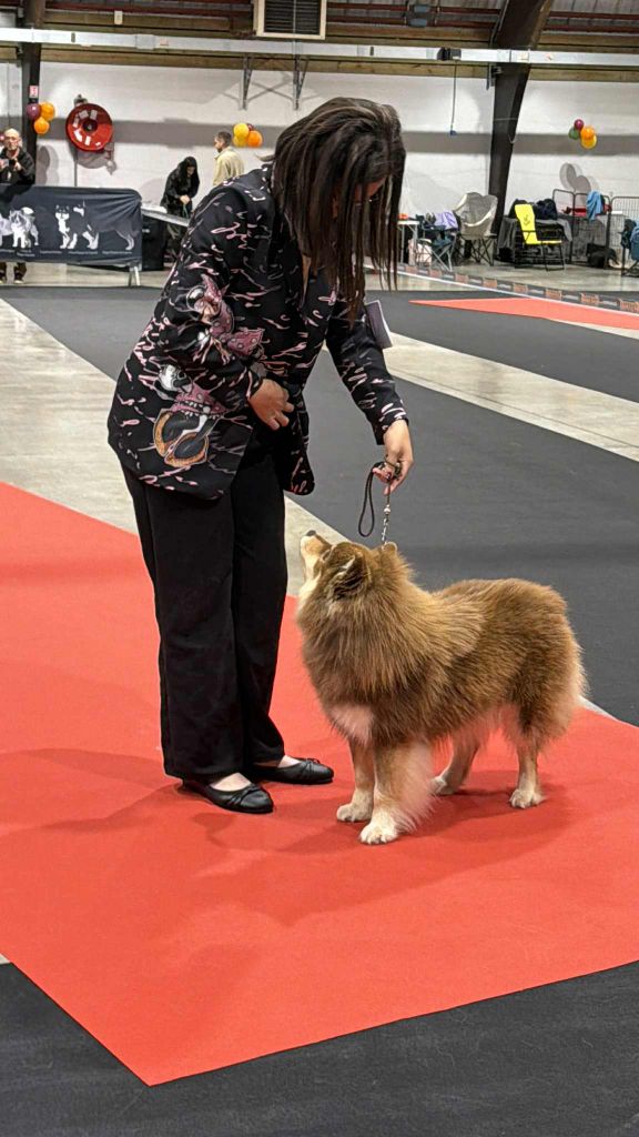 CH. Upendi simba Des Terres De Manaly - Exc NC /7