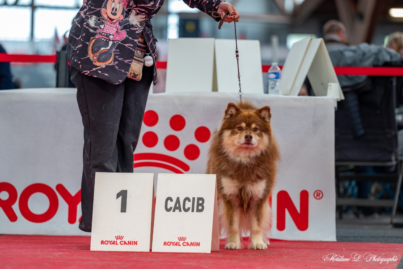 CH. Upendi simba Des Terres De Manaly - 1e EXC CACIB BOB