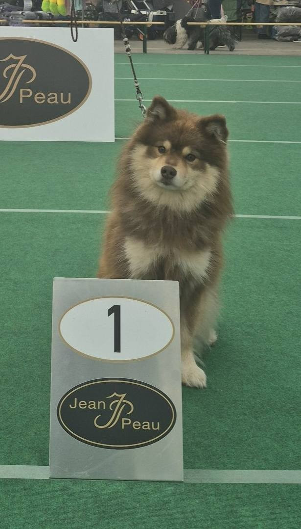 CH. Upendi simba Des Terres De Manaly - 1e TB/2