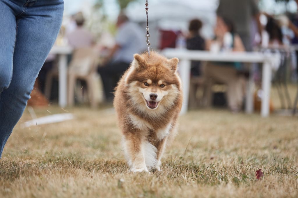 CH. Upendi simba Des Terres De Manaly - 1e EXC - BOB Champion