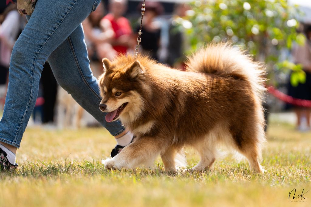 CH. Upendi simba Des Terres De Manaly - 1e EXC - BOB