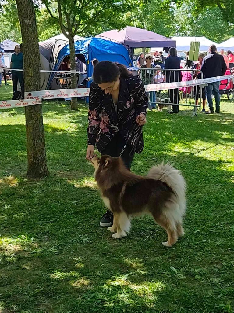 CH. Upendi simba Des Terres De Manaly - 1e EXC - BOB