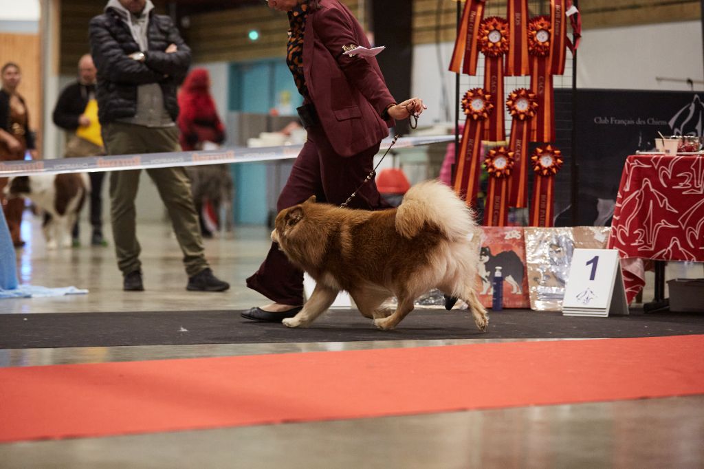 CH. Upendi simba Des Terres De Manaly - Exc NC /15 (Sélectionné dans les 8 premiers)