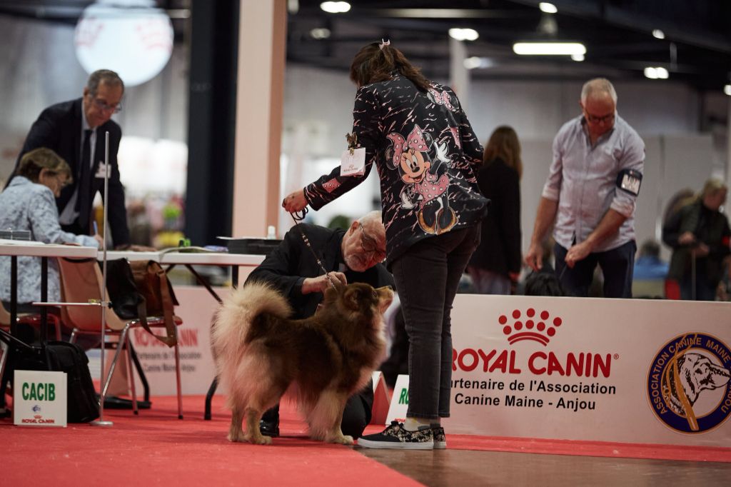 CH. Upendi simba Des Terres De Manaly - 2e Exc / 2 - Classe Ch