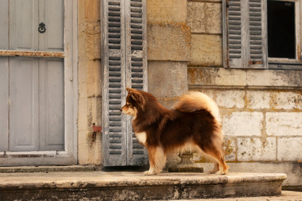 CH. Upendi simba Des Terres De Manaly - "5e" Exc/8 - Classe Ouverte