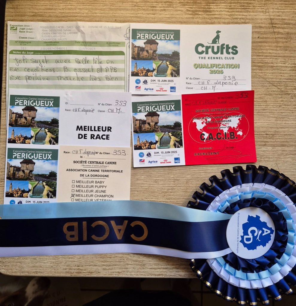 CH. Upendi simba Des Terres De Manaly - 1e EXC - CACIB - BOB - Qualif Cruft