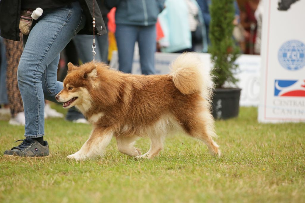 CH. Upendi simba Des Terres De Manaly - 1e EXC - BOB