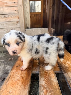 Les chiots de Berger Australien