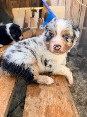 Les chiots de Berger Australien