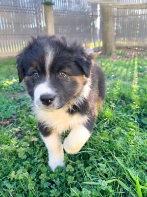 Les chiots de Berger Australien