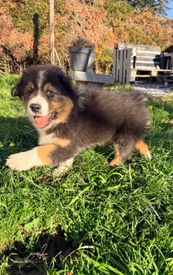 Les chiots de Berger Australien
