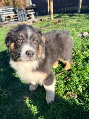Les chiots de Berger Australien