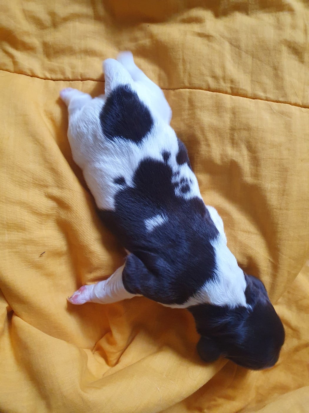 CHIOT 3 - Petit Epagneul de Münster