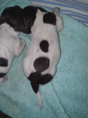 CHIOT 5 - Petit Epagneul de Münster
