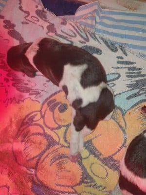 CHIOT 6 - Petit Epagneul de Münster