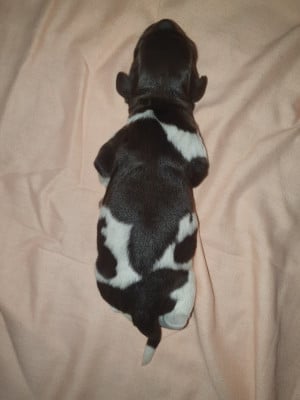 CHIOT 7 - Petit Epagneul de Münster