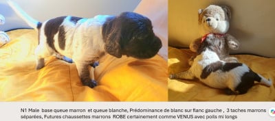 Les chiots de Petit Epagneul de Münster
