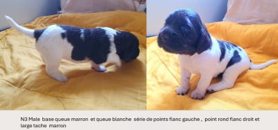 Les chiots de Petit Epagneul de Münster