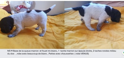 Les chiots de Petit Epagneul de Münster