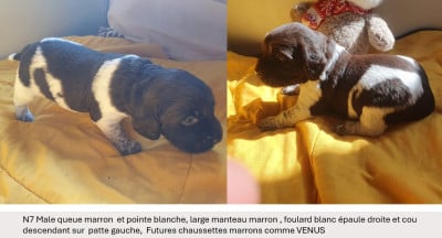 Les chiots de Petit Epagneul de Münster