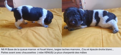 Les chiots de Petit Epagneul de Münster