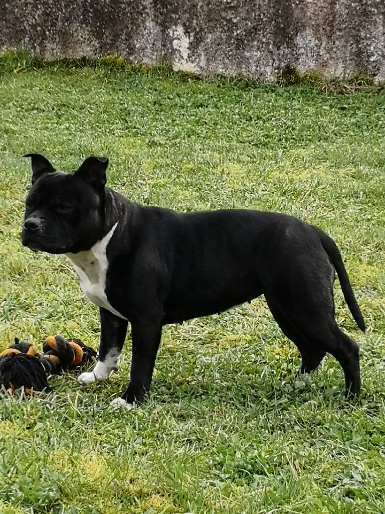 Publication : (Sans Affixe) Auteur : Moi