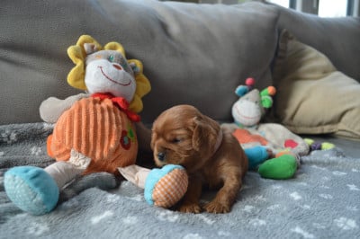 Cavalier King Charles Spaniel