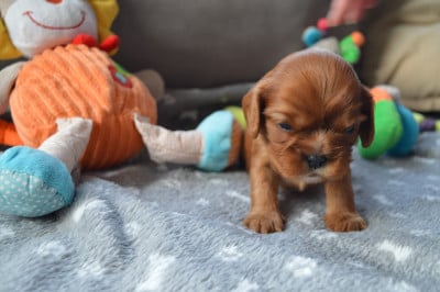 ALLY - Cavalier King Charles Spaniel