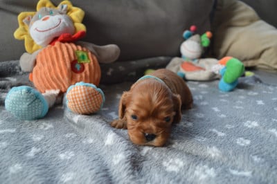 ALVIN - Cavalier King Charles Spaniel