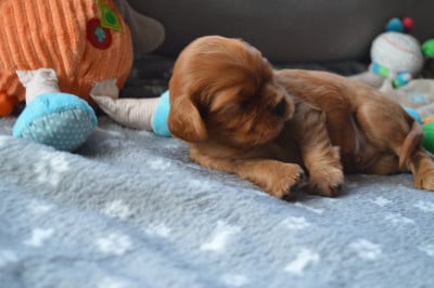 APOLLON - Cavalier King Charles Spaniel