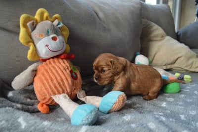 ANGEL - Cavalier King Charles Spaniel