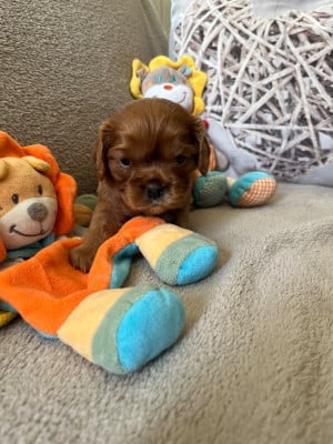 Les chiots de Cavalier King Charles Spaniel