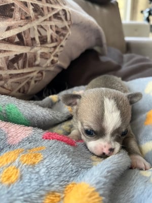 Chihuahua