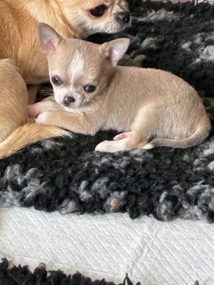 Les chiots de Chihuahua