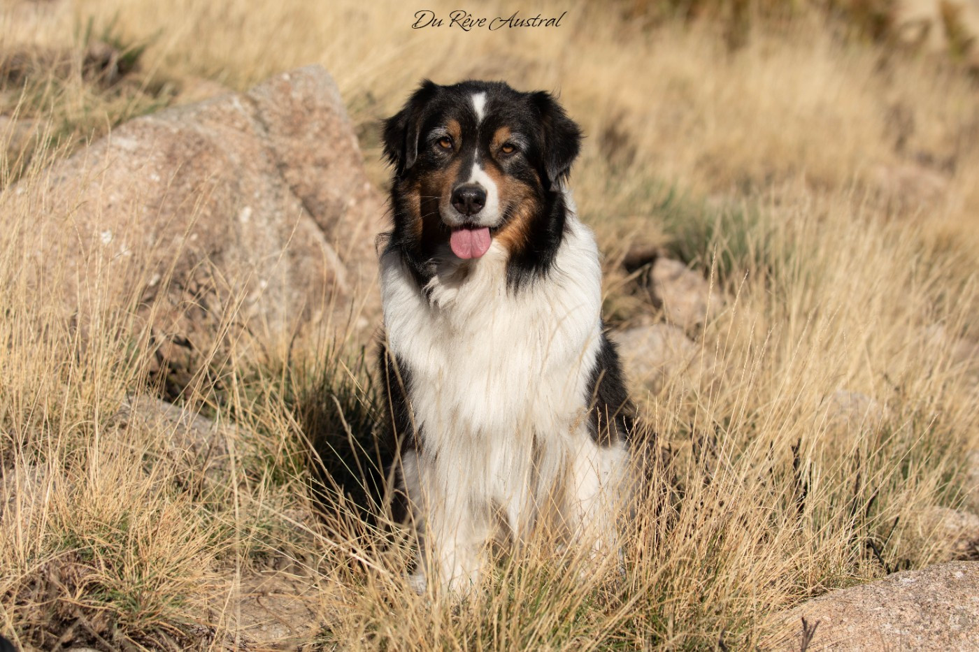 eagle's empire Let it go