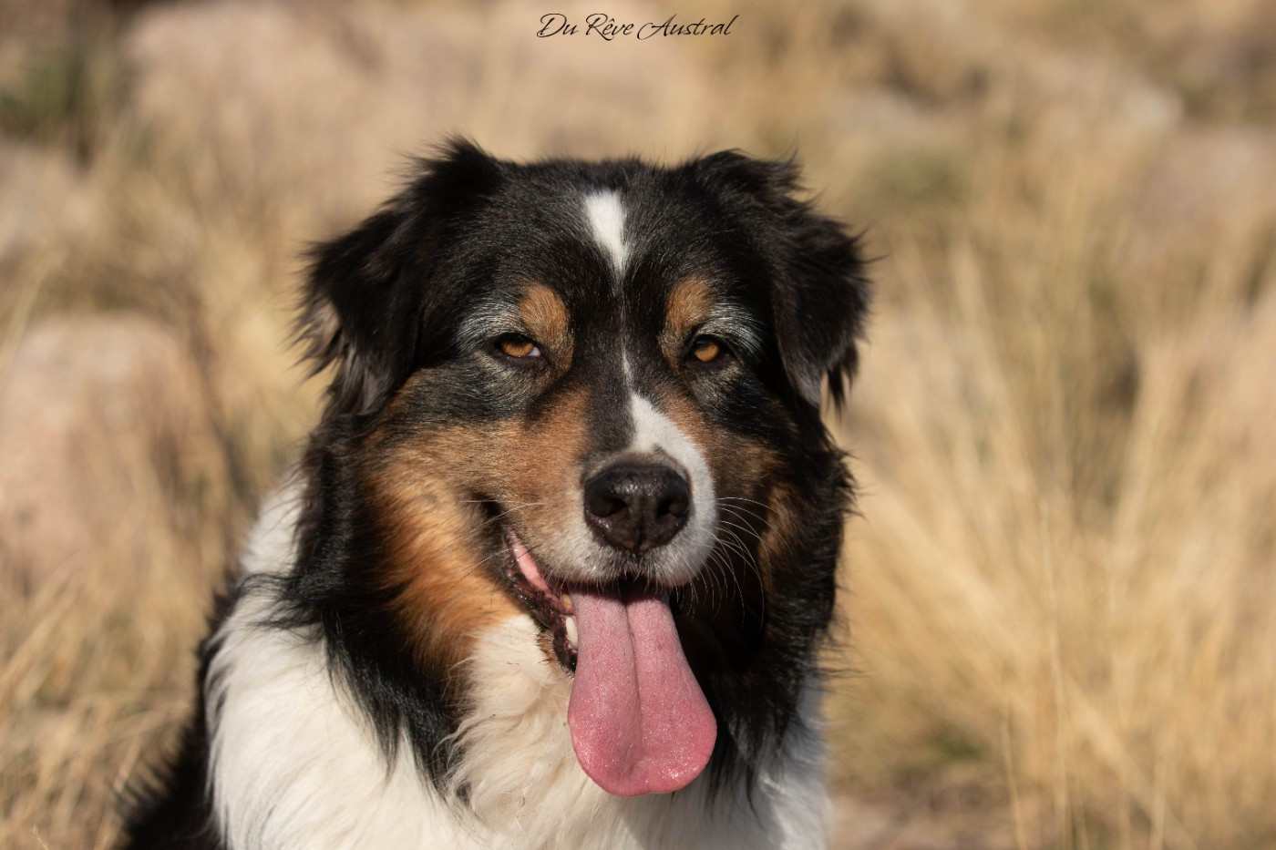 eagle's empire Let it go