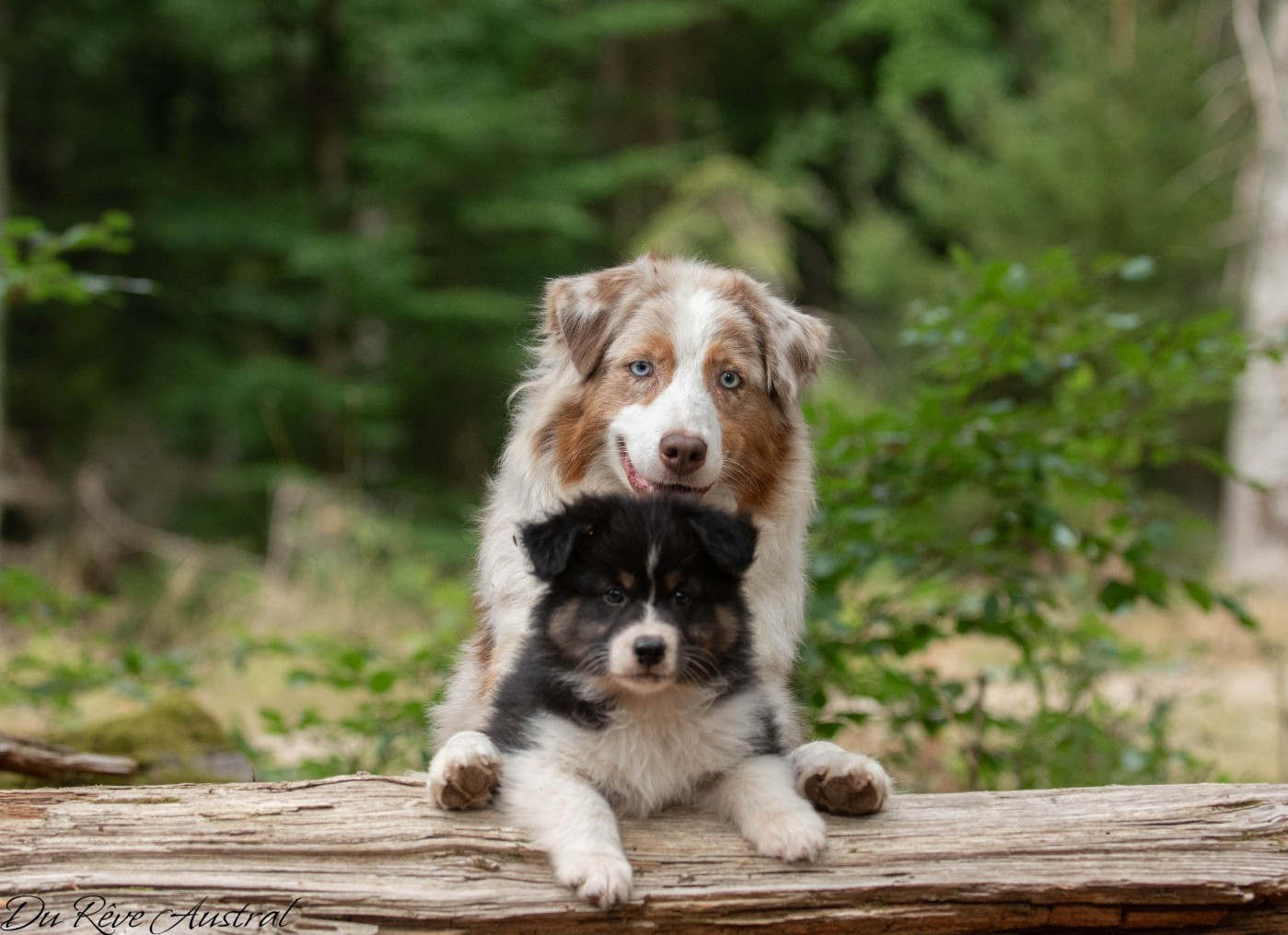 Shine like sapphire Du Rêve Austral