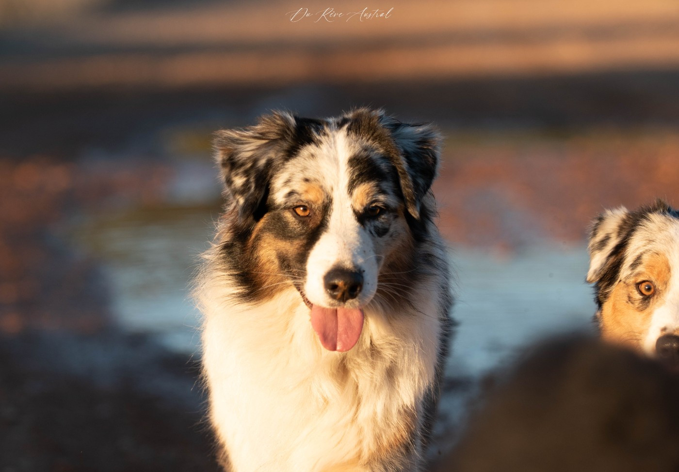 Publication : Du Rêve Austral Auteur : Elevage Du Rêve Austral