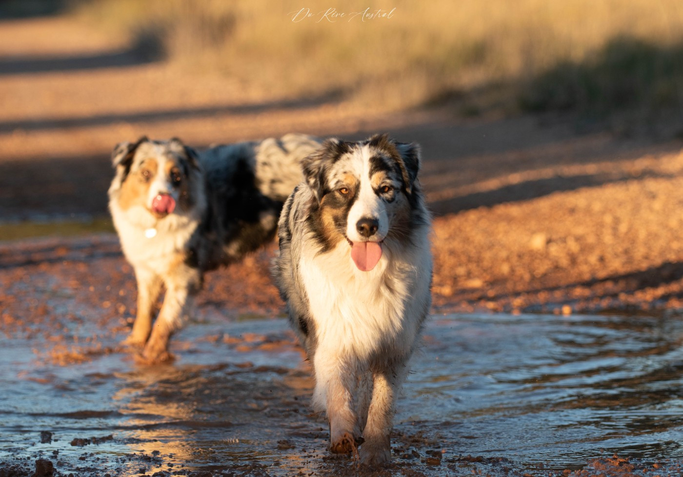 Publication : Du Rêve Austral Auteur : Elevage Du Rêve Austral