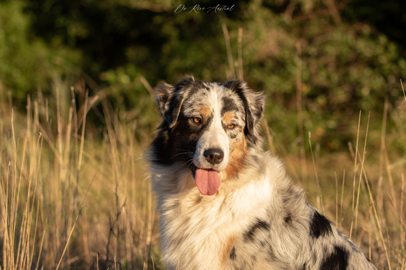 Publication : Du Rêve Austral Auteur : Elevage Du Rêve Austral