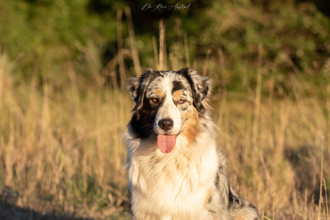 Publication : Du Rêve Austral Auteur : Elevage Du Rêve Austral