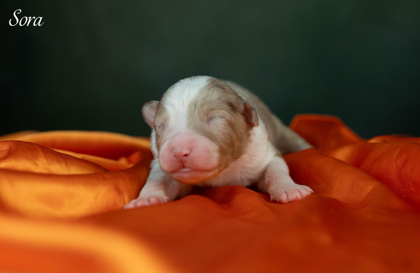 Sora - Berger Australien