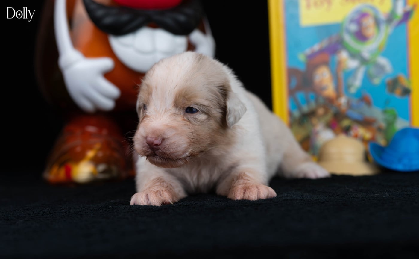Dolly - Berger Australien