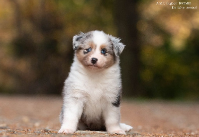 Les chiots de Berger Australien