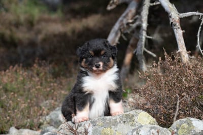 Les chiots de Berger Australien