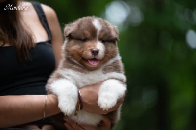 Les chiots de Berger Australien